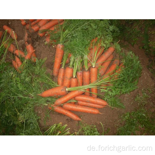 Frische gesunde Karotte mit guter Qualität